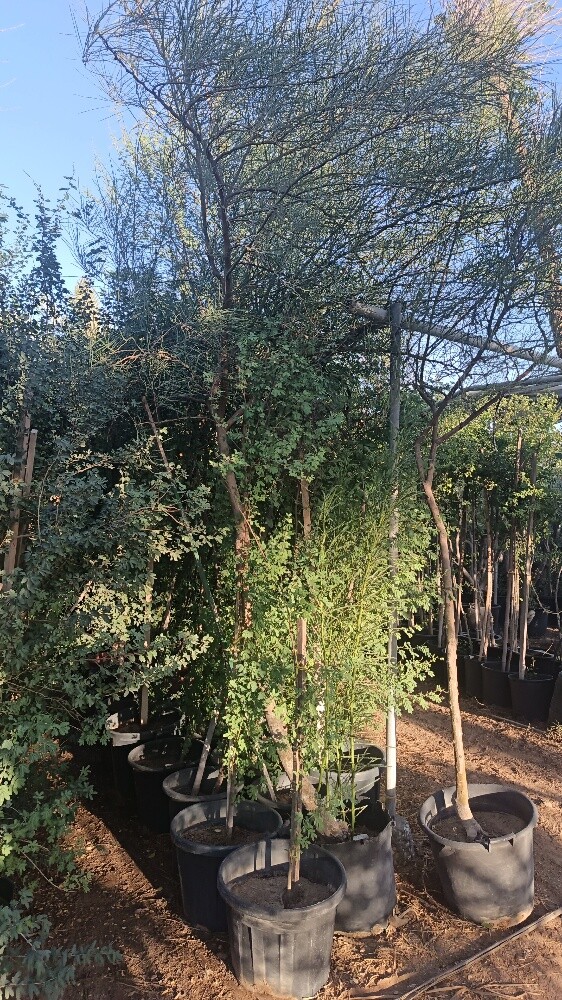 اشجار بريه وزينه ومثمره - 9