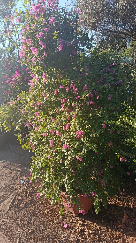 اشجار بريه وزينه ومثمره - 10