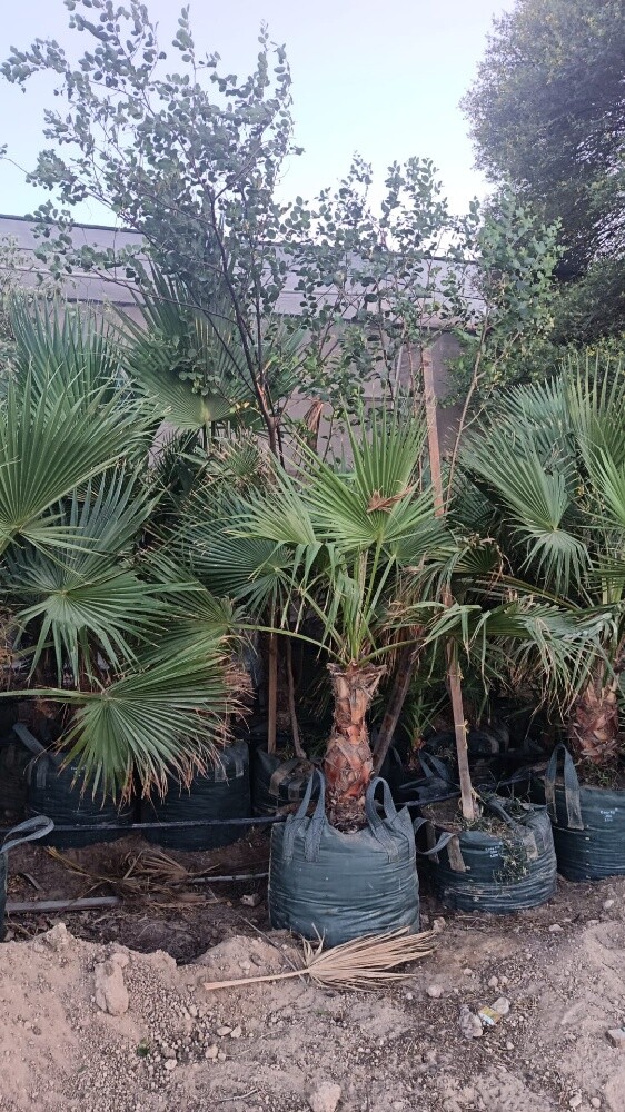 اشجار بريه وزينه ومثمره - 12