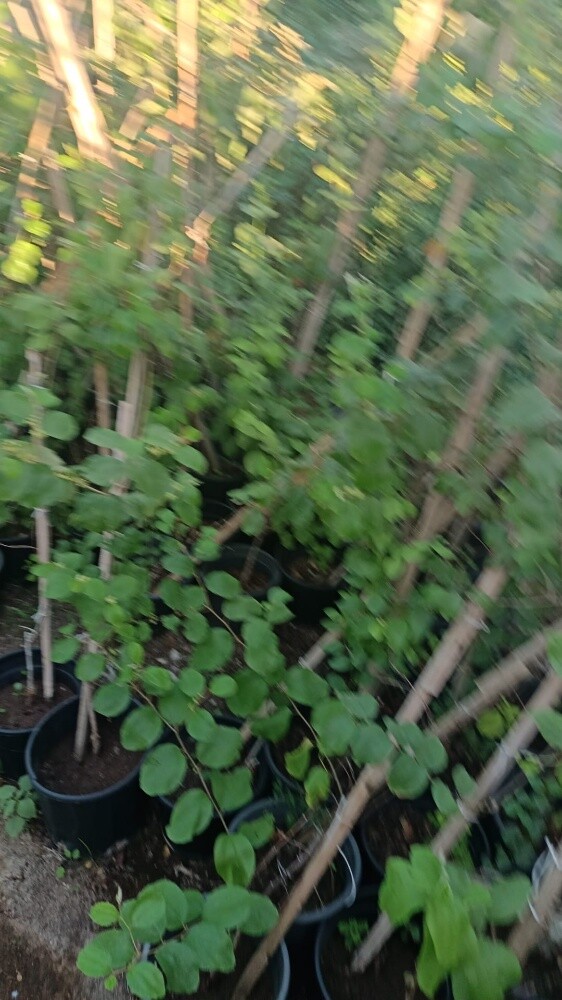 اشجار بريه وزينه ومثمره - 5