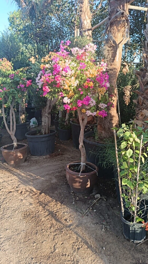 اشجار بريه وزينه ومثمره - 11