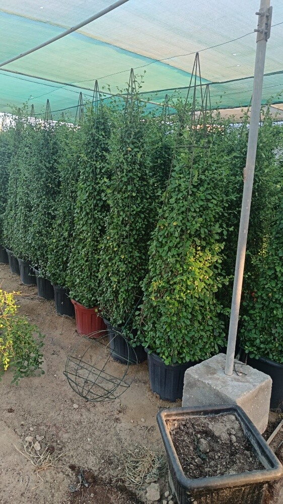 اشجار بريه وزينه ومثمره - 3