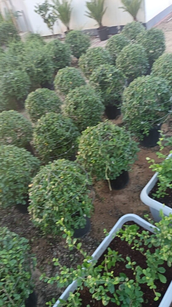 اشجار بريه وزينه ومثمره - 4