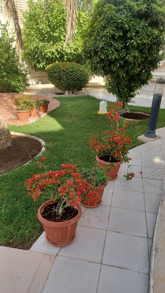 قص وترتيب العشب - 7
