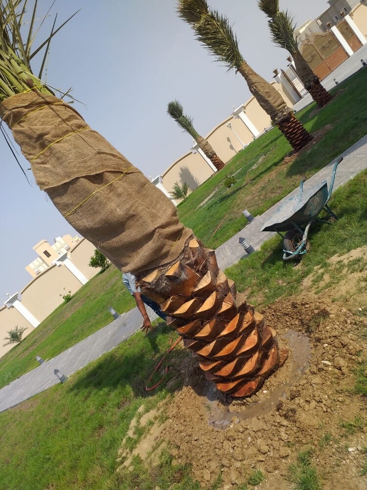 زراعة اوشنطونيا والنخيل المثمر - 5
