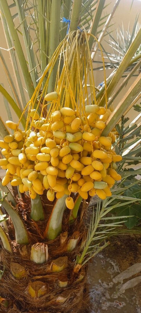 زراعة اوشنطونيا والنخيل المثمر - 6