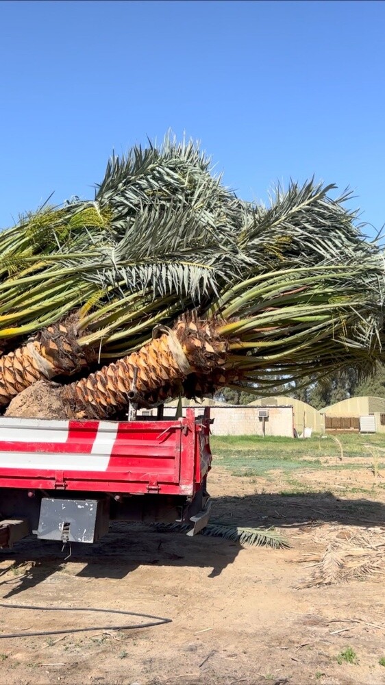 زراعة اوشنطونيا والنخيل المثمر - 4