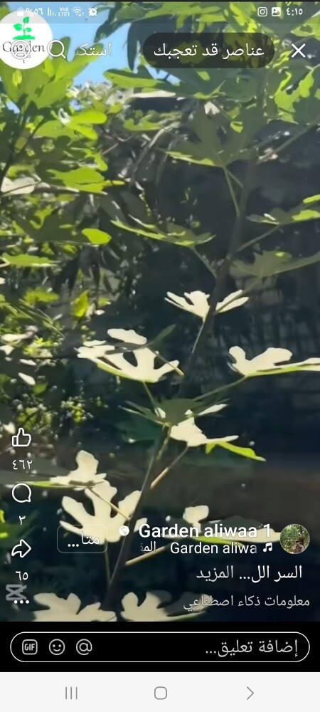 زراعة اوشنطونيا والنخيل المثمر - 14