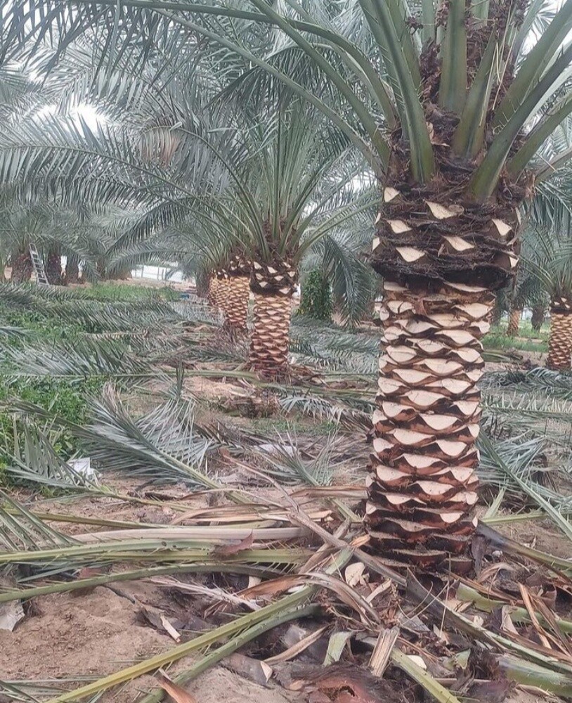 زراعة اوشنطونيا والنخيل المثمر - 3