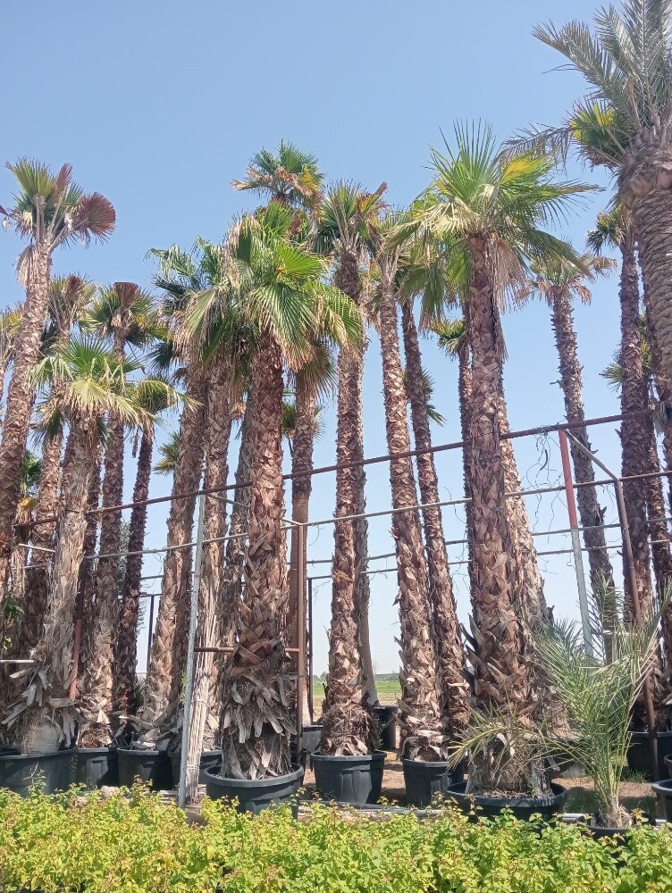 زراعة اوشنطونيا والنخيل المثمر - 16