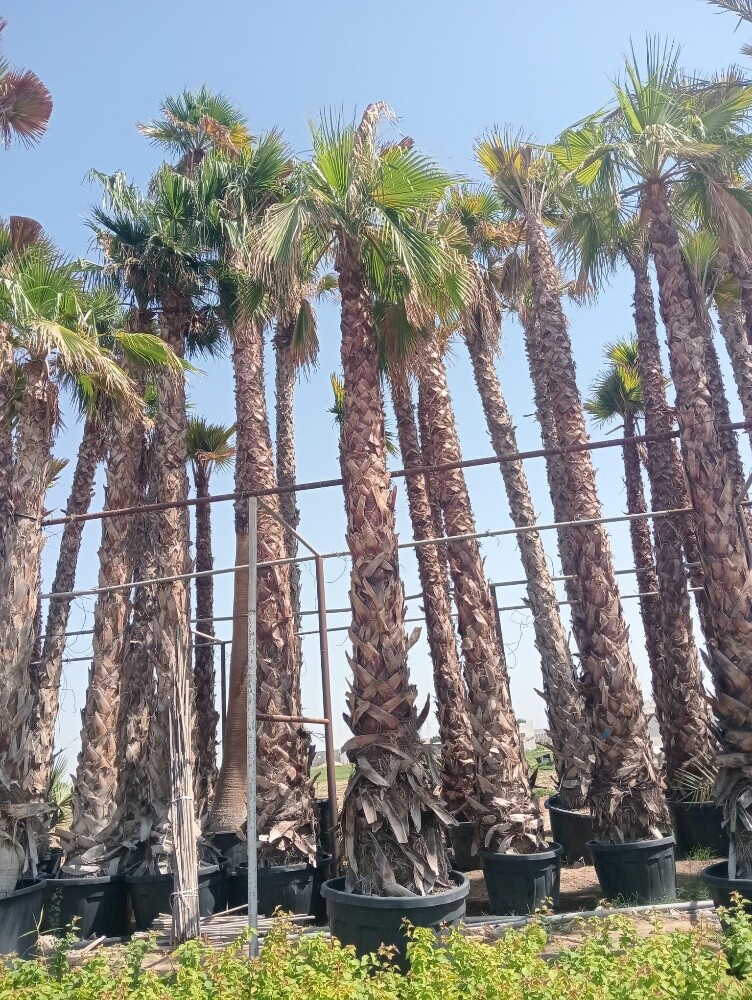 زراعة اوشنطونيا والنخيل المثمر - 17