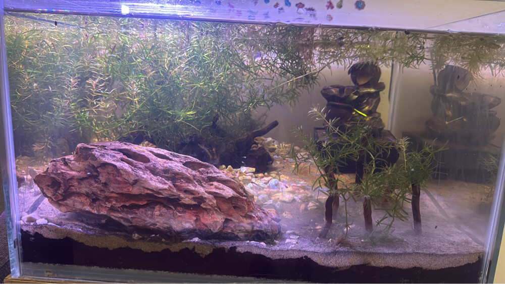 beach theme planted aquarium - 2