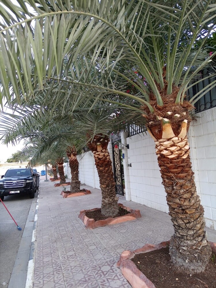 ترتيب انخل - 1