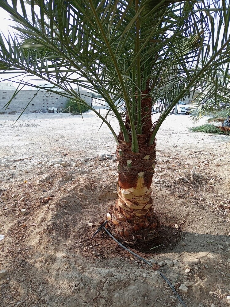 ترتيب انخل - 4