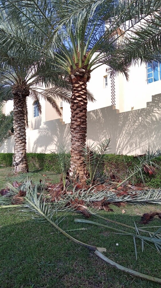 ترتيب انخل - 3