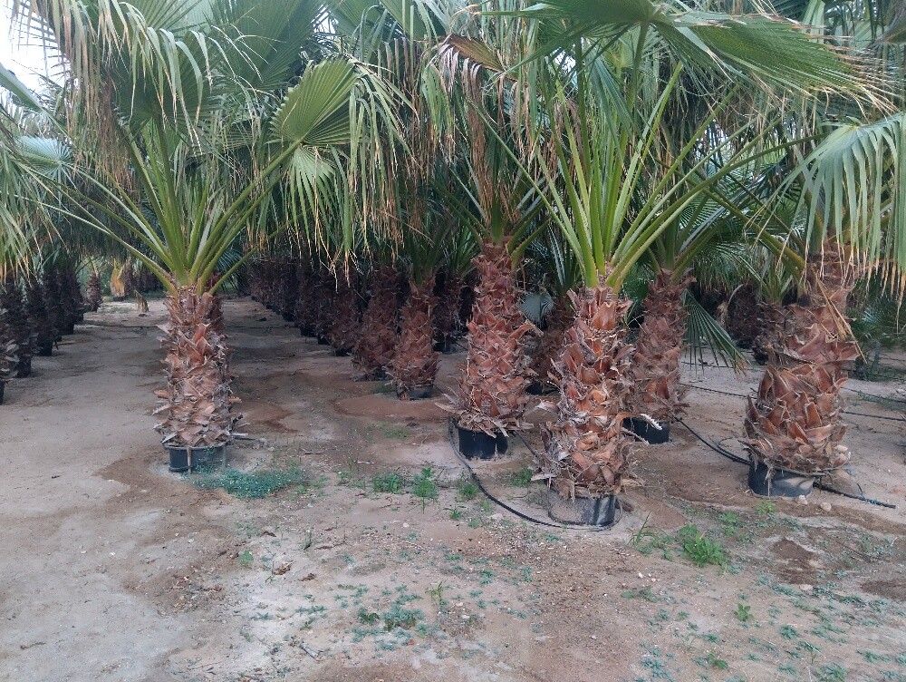 washingtonia tree 1.2 m height - 1