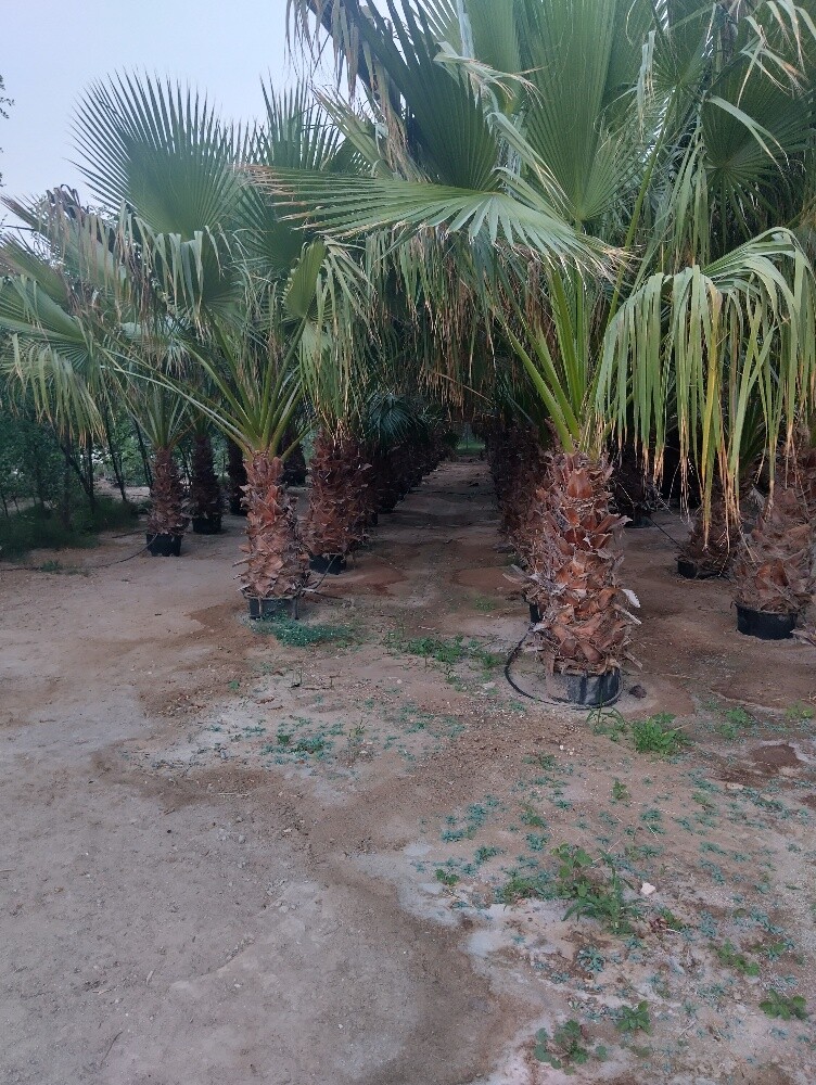 washingtonia tree 1.2 m height - 2