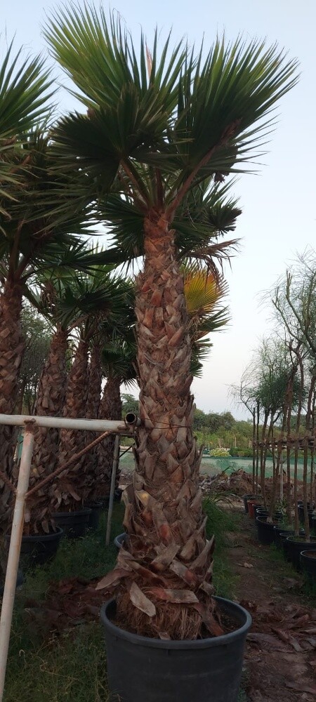 واشنطنيا - 6