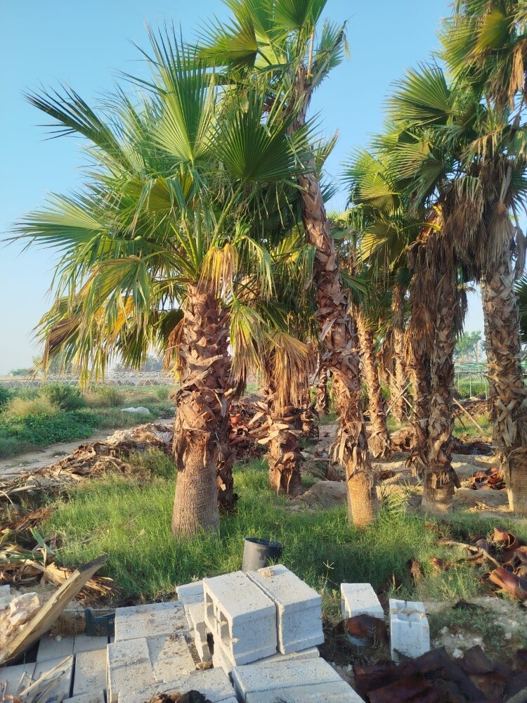 واشنطنيا - 7
