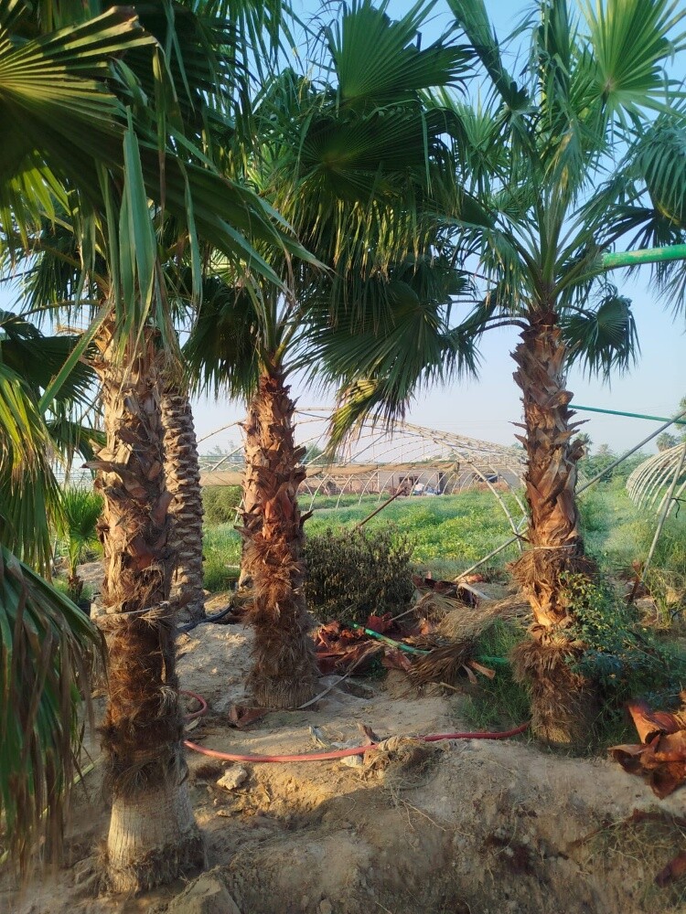 واشنطنيا - 8