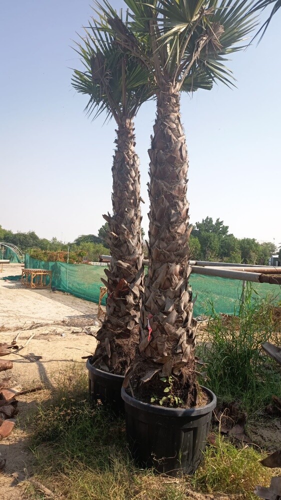 واشنطنيا - 2
