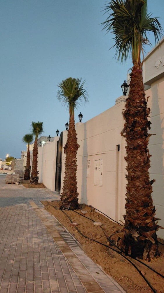 واشنطنيا - 12