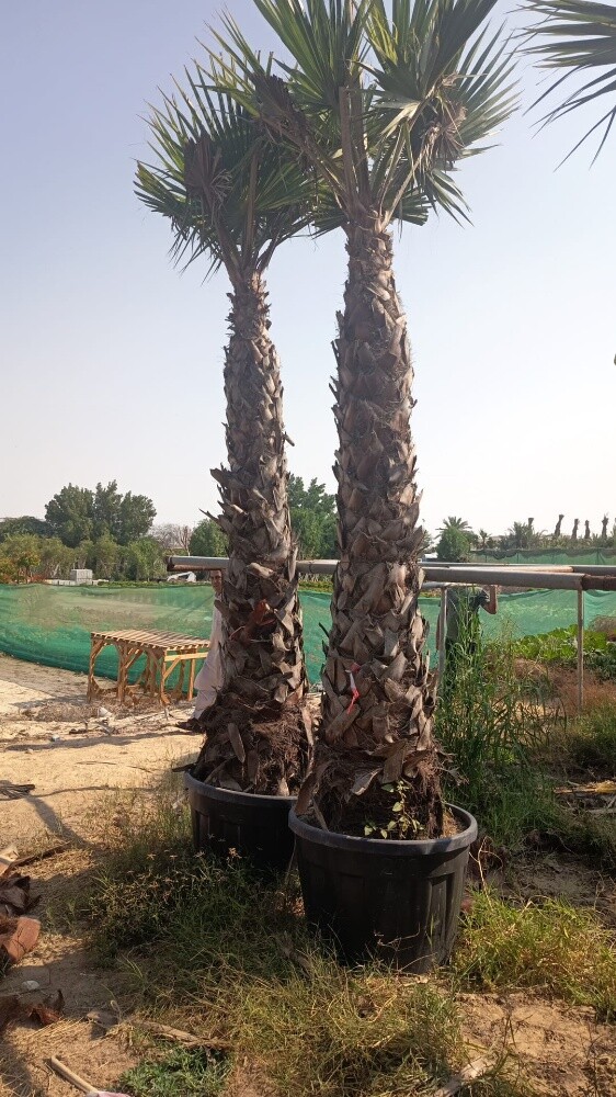 واشنطنيا - 3