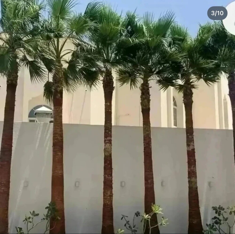 واشنطنيا - 10