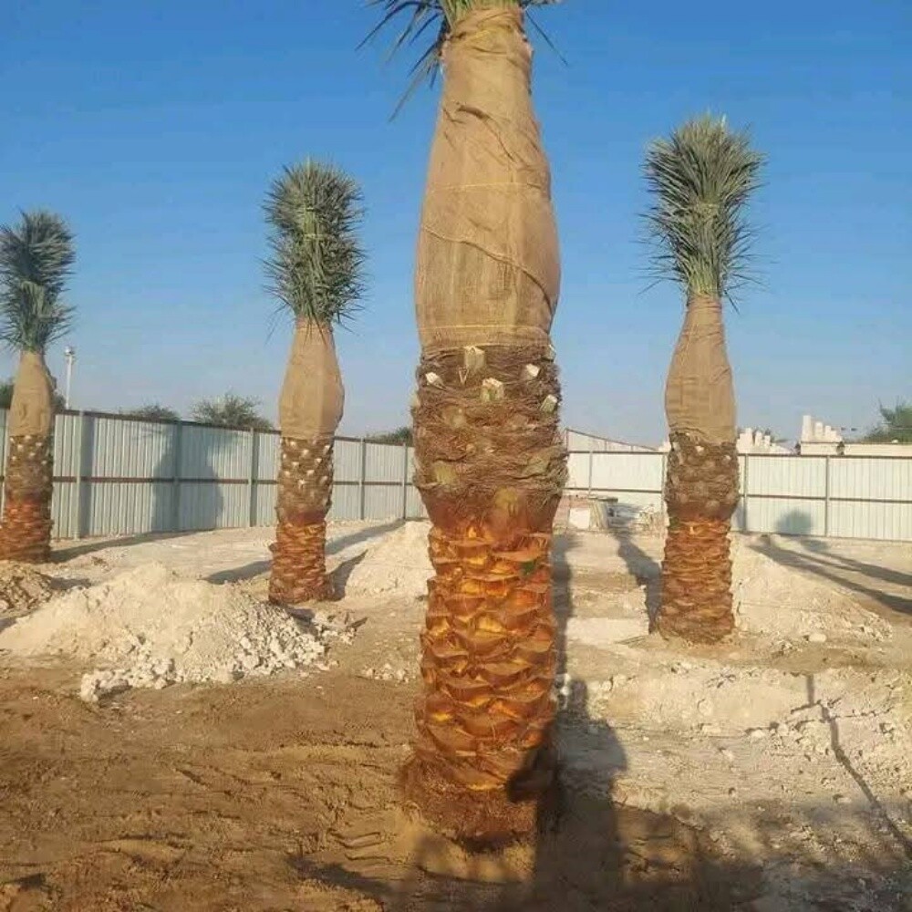 اعمال النخيل - 1