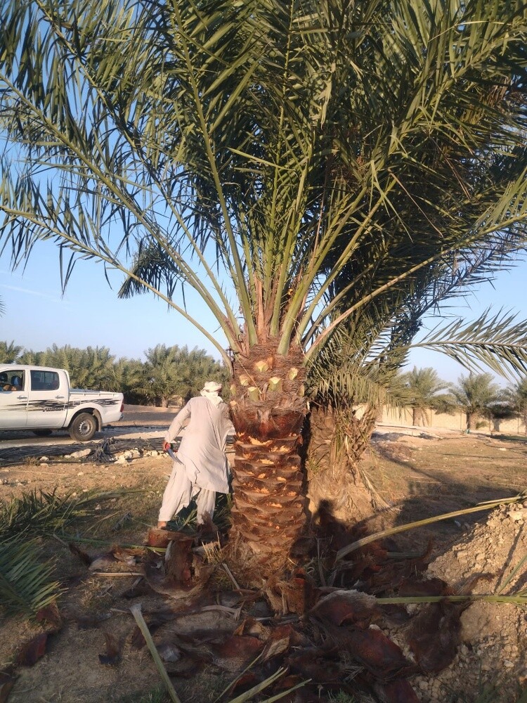 اعمال النخيل - 8