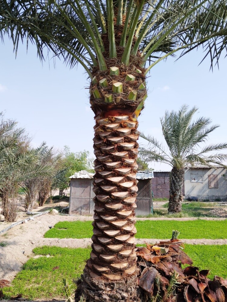 اعمال النخيل - 3
