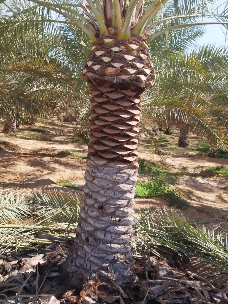 اعمال النخيل - 6
