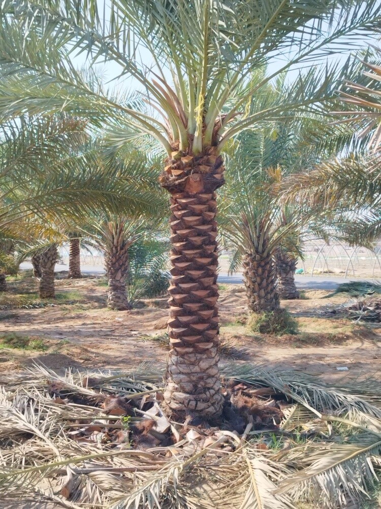 اعمال النخيل - 7