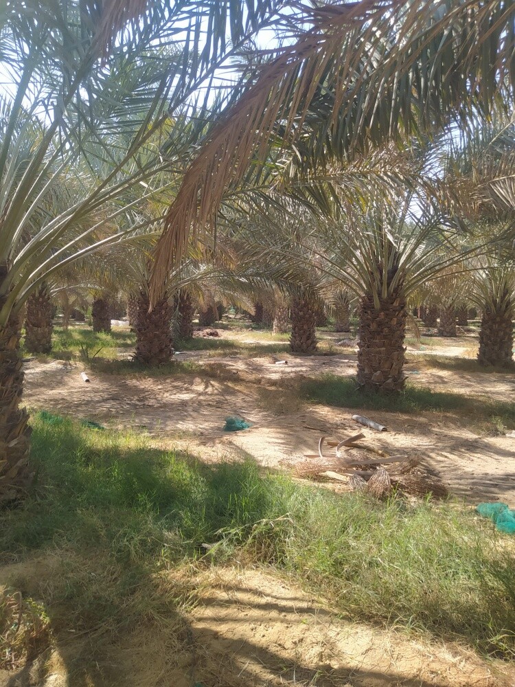اعمال النخيل - 4