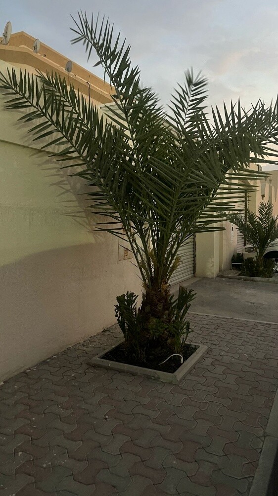 اعمال النخيل - 2