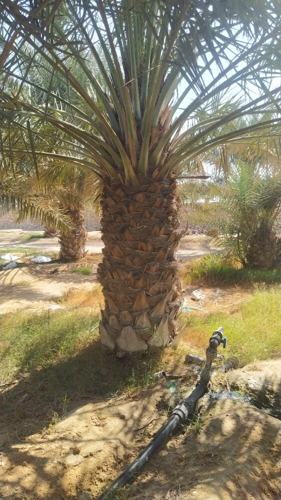 اعمال النخيل - 5
