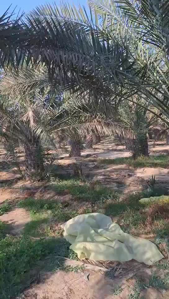 اعمال النخيل - 9