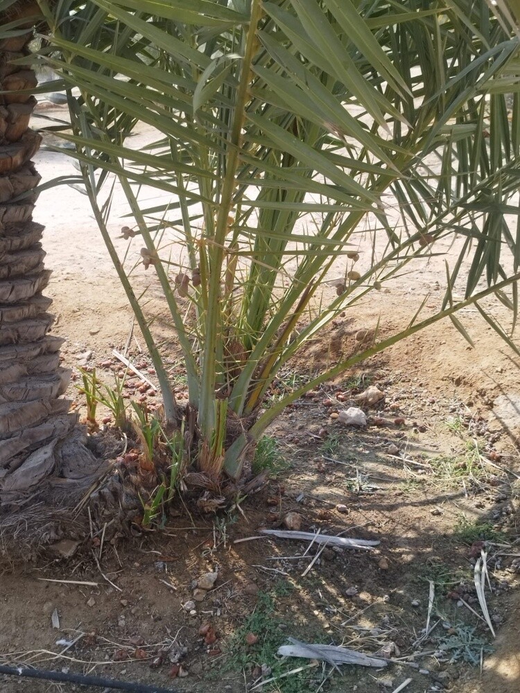 نخال - 5