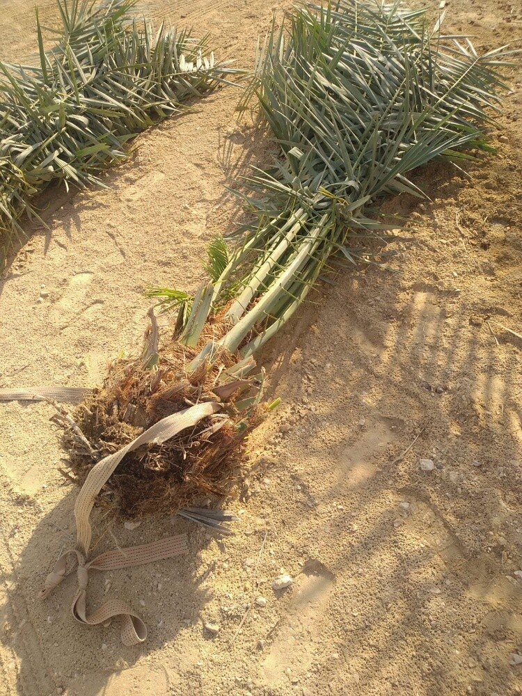 نخال - 3