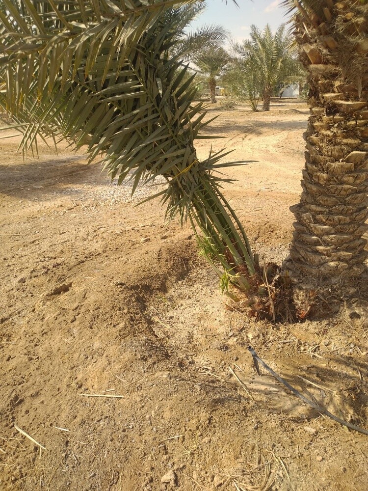 نخال - 2