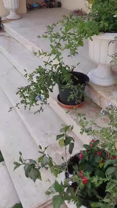 زراع - 1