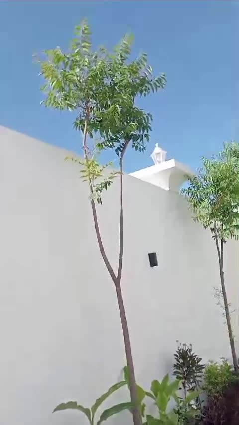 زراع - 1