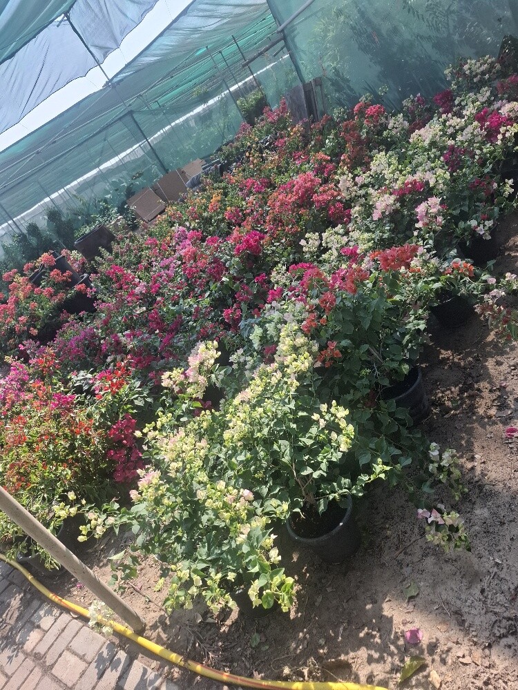 زراع - 3