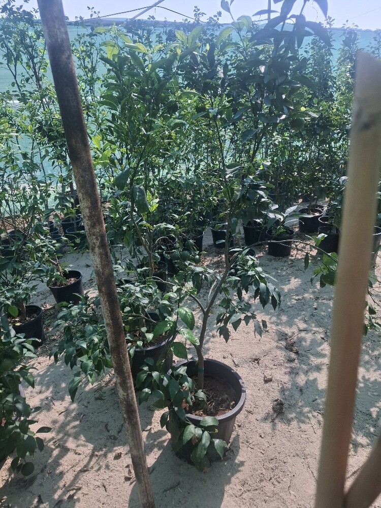 زراع - 18