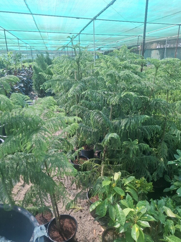 زراع - 6