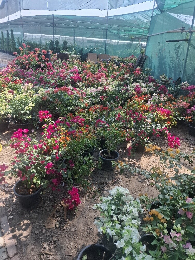 زراع - 2