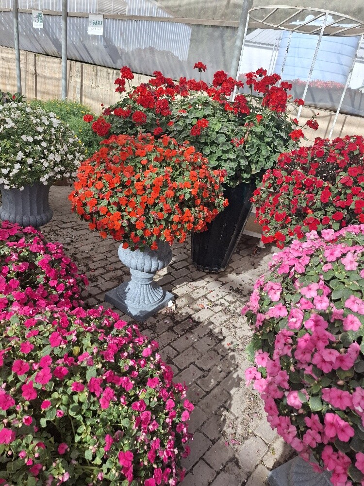 زراع - 4