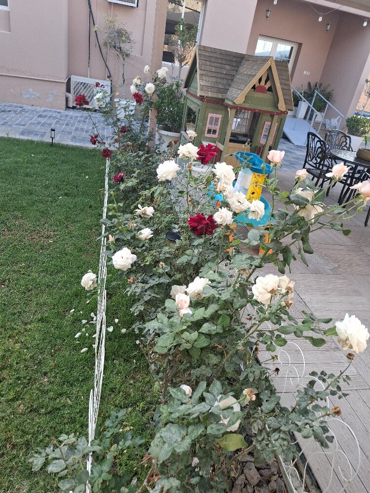 زراع - 21