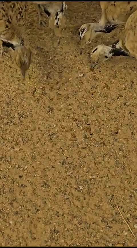 مطلوب حباره طيور بريه - 1