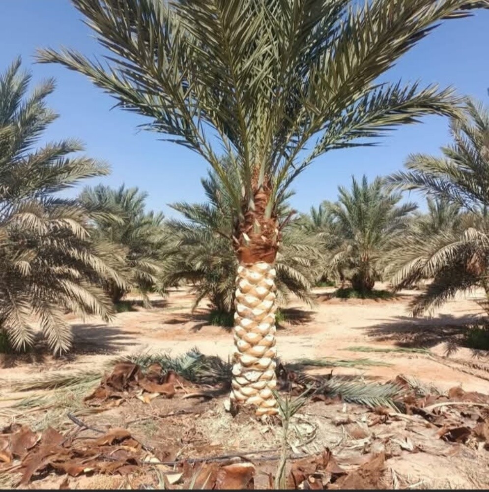 تنسيق حدائق #نوافير وشلالات شبكا - 30